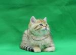 British Shorthair Boy2 - British Shorthair Cat For Sale - Chicago&comma; IL&comma; US