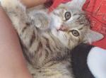 Starlette - Highlander Cat For Sale - Frenchtown&comma; MI&comma; US