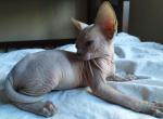 Aurora - Sphynx Cat For Sale - Pembroke Pines&comma; FL&comma; US