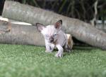 Loli - Sphynx Cat For Sale - Pembroke Pines&comma; FL&comma; US