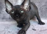 Marseille - Sphynx Cat For Sale - Pembroke Pines&comma; FL&comma; US