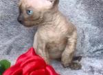 Marcus - Sphynx Cat For Sale - Pembroke Pines&comma; FL&comma; US