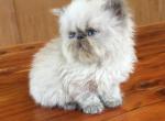 Isabelle litter - Persian Cat For Sale - Sheridan&comma; MI&comma; US