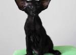 Semen - Oriental Cat For Sale - Pembroke Pines&comma; FL&comma; US