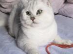 EDEN - British Shorthair Cat For Sale/Service - Houston&comma; TX&comma; US