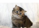 Scottish Straight - Scottish Straight Cat For Sale - Brooklyn&comma; NY&comma; US