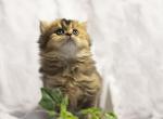 Scottish little girl - Scottish Straight Cat For Sale - Brooklyn&comma; NY&comma; US