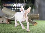 Manson - Sphynx Cat For Sale - Pembroke Pines&comma; FL&comma; US