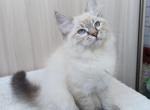 Gellert - Siberian Cat For Sale - Pembroke Pines&comma; FL&comma; US