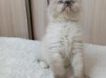 Izyuminka - Siberian Cat For Sale - Pembroke Pines&comma; FL&comma; US