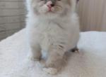 Iriis - Siberian Cat For Sale - Pembroke Pines&comma; FL&comma; US