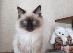 Dalton Dzhon - Siberian Cat For Sale - Pembroke Pines&comma; FL&comma; US