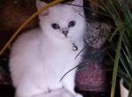 Coral - British Shorthair Cat For Sale - Houston&comma; TX&comma; US