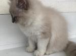 Isabella - Siberian Cat For Sale - Pembroke Pines&comma; FL&comma; US