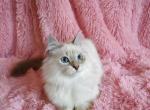 Mohito - Siberian Cat For Sale - Pembroke Pines&comma; FL&comma; US