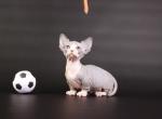 Porthos male Bambino kitten - Sphynx Cat For Sale - Pembroke Pines&comma; FL&comma; US