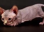 Peppermint male Bambino kitten - Sphynx Cat For Sale - Pembroke Pines&comma; FL&comma; US