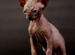 Quentin - Sphynx Cat For Sale - Pembroke Pines&comma; FL&comma; US