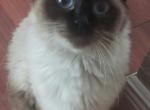 Maddies litter - Ragdoll Cat For Sale - Fort Lauderdale&comma; FL&comma; US