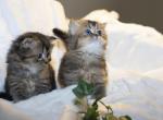 Scottish Straight kittens - Scottish Straight Cat For Sale - Brooklyn&comma; NY&comma; US