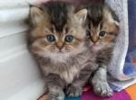 Scottish Straight - Scottish Straight Cat For Sale - Brooklyn&comma; NY&comma; US