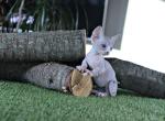 Night Rustle - Bambino Cat For Sale - Pembroke Pines&comma; FL&comma; US