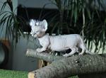 Naked - Bambino Cat For Sale - Pembroke Pines&comma; FL&comma; US