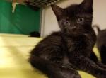 Sincerity Kittens' - Bombay Cat For Sale - VA&comma; US