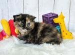 Calliope - Scottish Fold Cat For Sale - Neosho&comma; MO&comma; US
