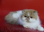 Adele - Persian Cat For Sale - Yucca Valley&comma; CA&comma; US