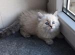Jolie - Siberian Cat For Sale - Pembroke Pines&comma; FL&comma; US
