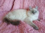 Thea - Siberian Cat For Sale - Pembroke Pines&comma; FL&comma; US