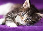 UA Mazurka Ursula - Maine Coon Cat For Sale - Brooklyn&comma; NY&comma; US
