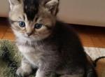 Scottish Boy - Scottish Straight Cat For Sale - Brooklyn&comma; NY&comma; US