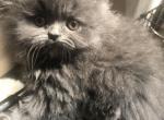 Blue Doll Face Persian - Persian Cat For Sale - Biglerville&comma; PA&comma; US