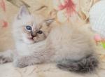 Landysh - Siberian Cat For Sale - Pembroke Pines&comma; FL&comma; US