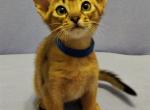 Quentin purebred Abyssinian male kitten - Abyssinian Cat For Sale - Pembroke Pines&comma; FL&comma; US