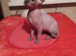 Amanda - Sphynx Cat For Sale - Pembroke Pines&comma; FL&comma; US