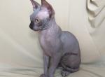 Patrick - Sphynx Cat For Sale - Pembroke Pines&comma; FL&comma; US
