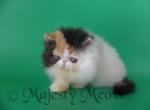 Agata - Persian Cat For Sale - Yucca Valley&comma; CA&comma; US
