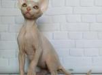 Nefertaty - Sphynx Cat For Sale - Pembroke Pines&comma; FL&comma; US