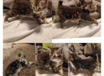 New liter - Highlander Cat For Sale - Frenchtown&comma; MI&comma; US