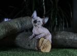 Lambada - Sphynx Cat For Sale - Pembroke Pines&comma; FL&comma; US