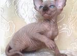 Olympus - Sphynx Cat For Sale - Pembroke Pines&comma; FL&comma; US