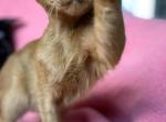Arnold - Oriental Cat For Sale - Pembroke Pines&comma; FL&comma; US