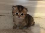 Golden Kitty - Scottish Straight Cat For Sale - Brooklyn&comma; NY&comma; US