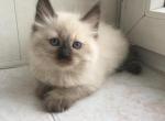 Johnny Depp - Siberian Cat For Sale - Pembroke Pines&comma; FL&comma; US