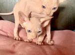 New litter March - Sphynx Cat For Sale - Brooklyn&comma; NY&comma; US