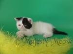 Benito - Exotic Cat For Sale - Yucca Valley&comma; CA&comma; US