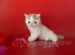 Cloney - Exotic Cat For Sale - Yucca Valley&comma; CA&comma; US
